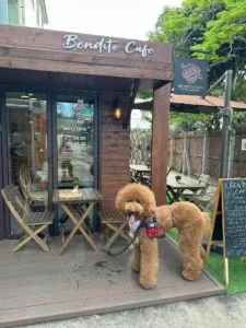 [Hong Kong] Yuen Long Kam Tin Pet Crafting + Hidden Cafe Tour (1 Day) PET-26002